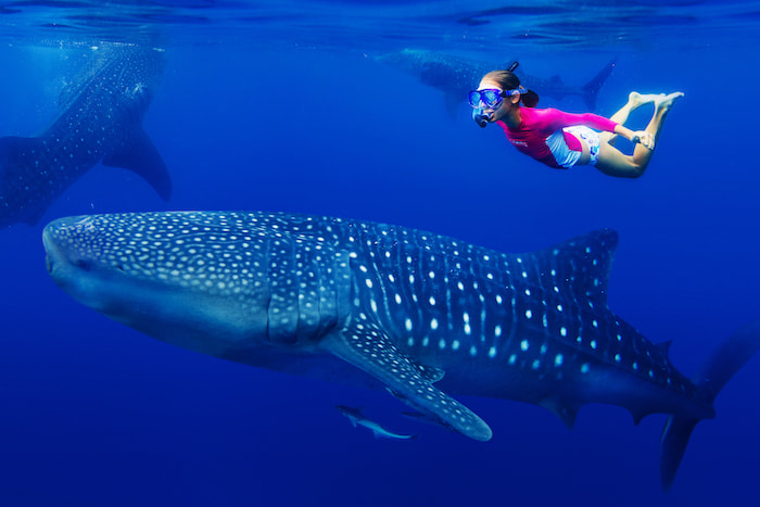 Whales